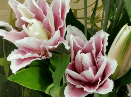 Beautiful flowers, Terrigal SeaRose Florist - Gosford