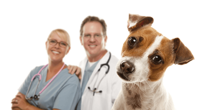 Friendly professionals, North West Veterinary Clinic - Mount Isa