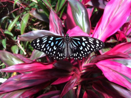 Beautiful butterfly gardens, Butterfly House - Coffs Harbour