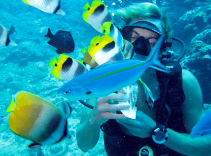 Witness life under the waves, Reef Safari Dive - Airlie Beach