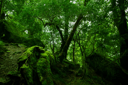 Get lost in green - New England National Park