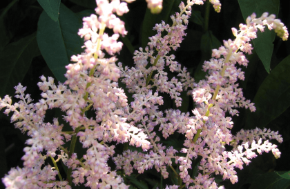 Pretty in pink - Astilbe