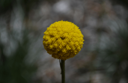 Stand-out species - Billy Buttons