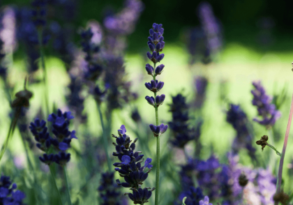 Vibrant and fragrant - Lavender