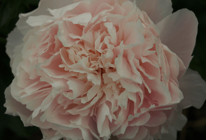 Absolutely gorgeous - Peony