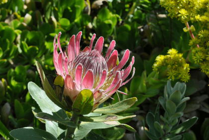 A stunning protea