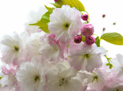Nothing beats a stunning arrangement of cherry blossom