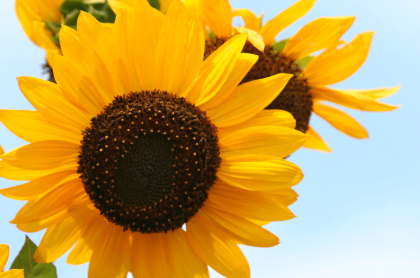 A happy flower - Sunflower