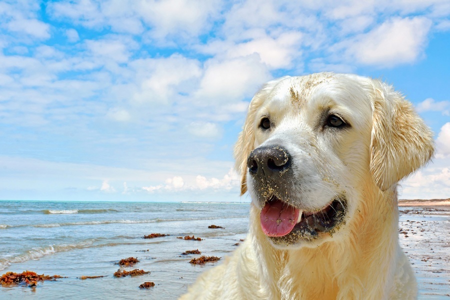 Best dog breeds for the Cairns climate | Localsearch Blog