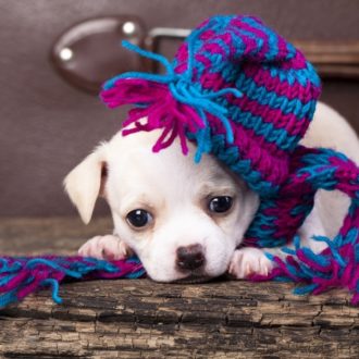 small white dog with knitted beanie