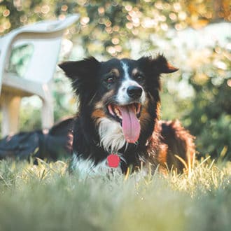 Border Collie Dog laying in grass