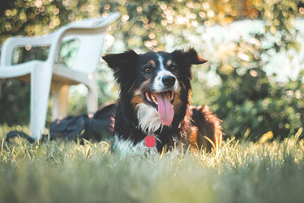 Border Collie Dog laying in grass