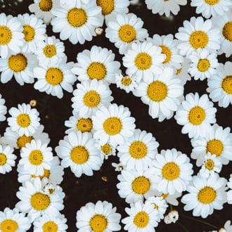 field of white daisy flowers