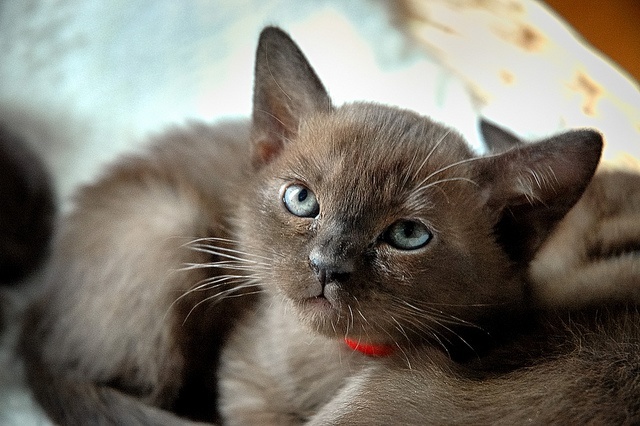 Beautiful Burmese kitten