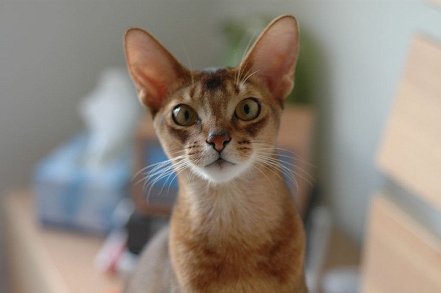 Typical curious Abyssinian kitten