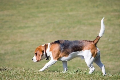 A sniffing beagle (stock image)