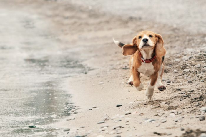 beagle running along beach water