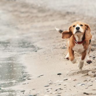 beagle dog running on sandy beach