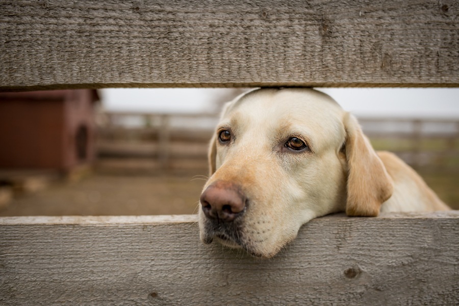 Doggy day care for your lonely pup | Localsearch Blog