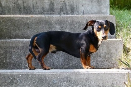 small dauschound puppy on stairs