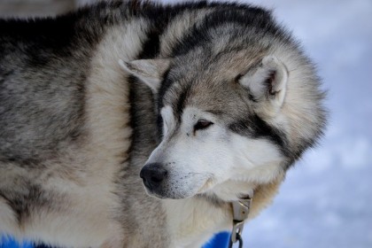 Siberian husky (stock image)