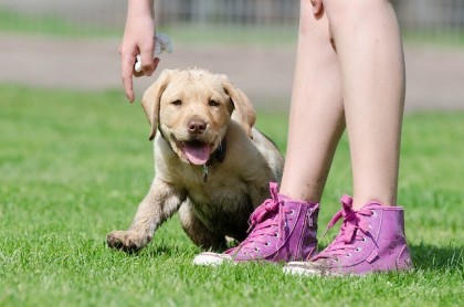 Labrador puppy (stock image)