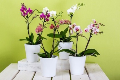 Orchids in white pot