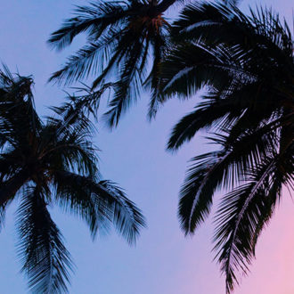 tropical palm trees and purple sky