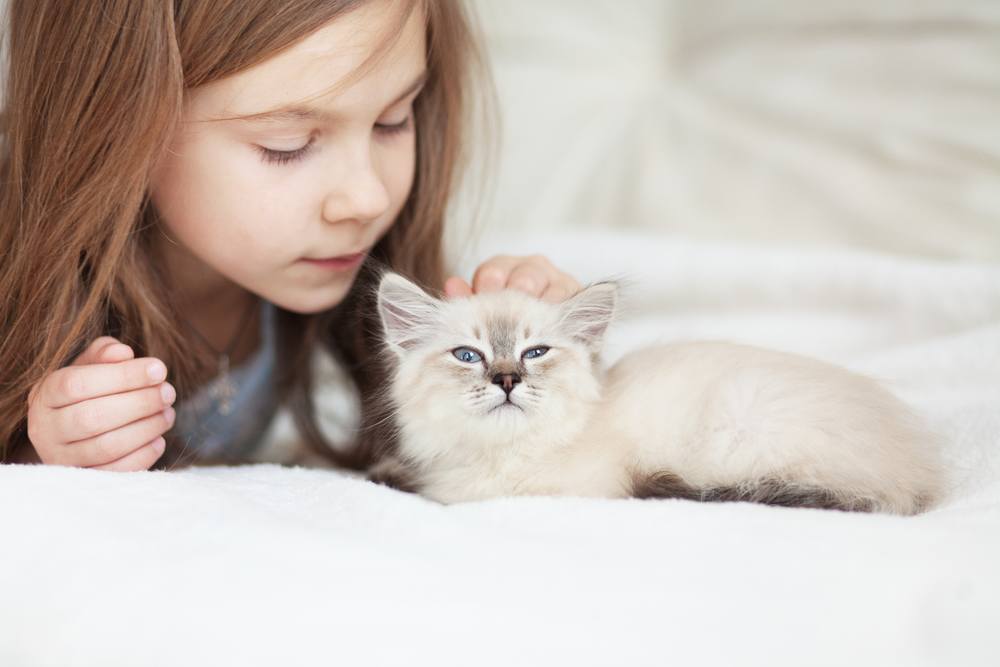 3 best cat breeds for families Localsearch Blog