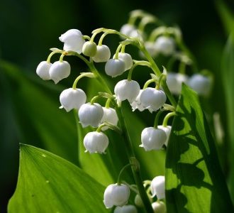 Lily of the value