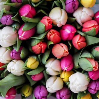 Bunch of colourful tulip flowers
