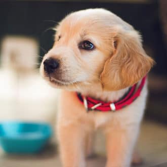 yellow labrador puppy with red collar