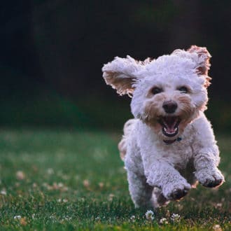 small white dog running on grass