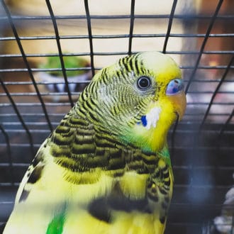 yellow and green budgie bird in cage