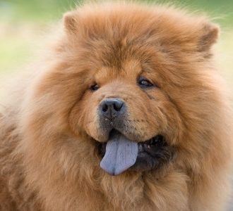 Chow Chow dog with tongue out