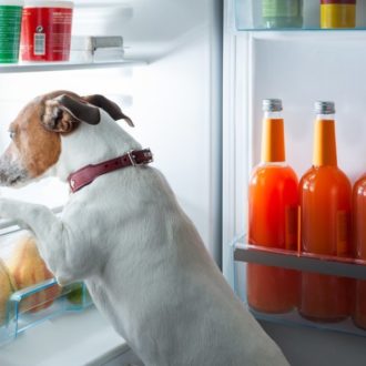 Dog in fridge
