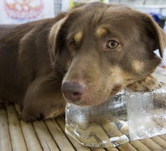 Dog with ice