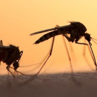 Natural remedies to keep mosquitos away