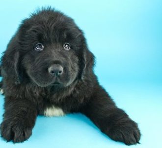 Black Newfoundland puppy