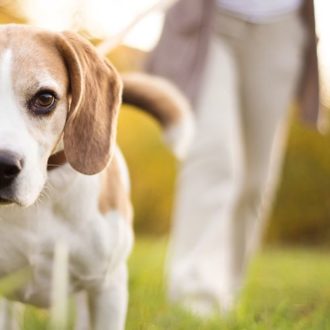 beagle puppy dog on a walk