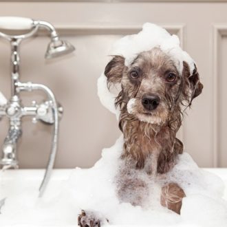 small dog in bath with bubbles