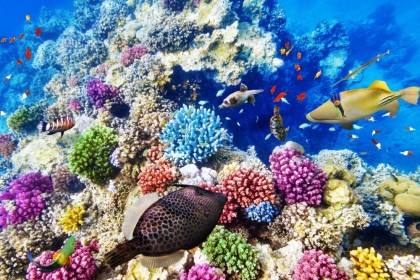 The Great Barrier Reef_261953732