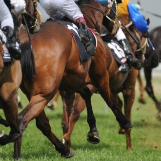 Melbourne Cup race horses