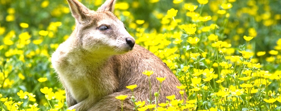 australian-native-flower-power