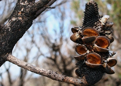 Banksias can survive Australian bushfires