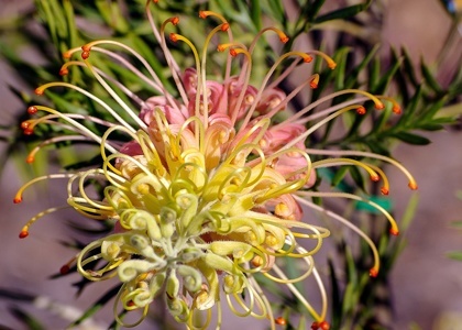 Beautiful Grevillea bottlebrush-type flower
