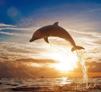 Dolphin jumping out of ocean at sunset