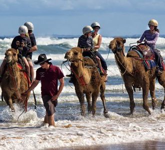 Camel riding on Port Stephens Beaches