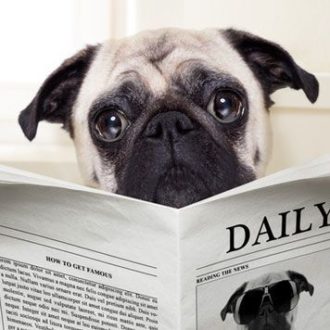 Pug puppy on the toilet reading a newspaper