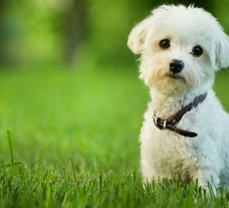 small white puppy dog outside with harness